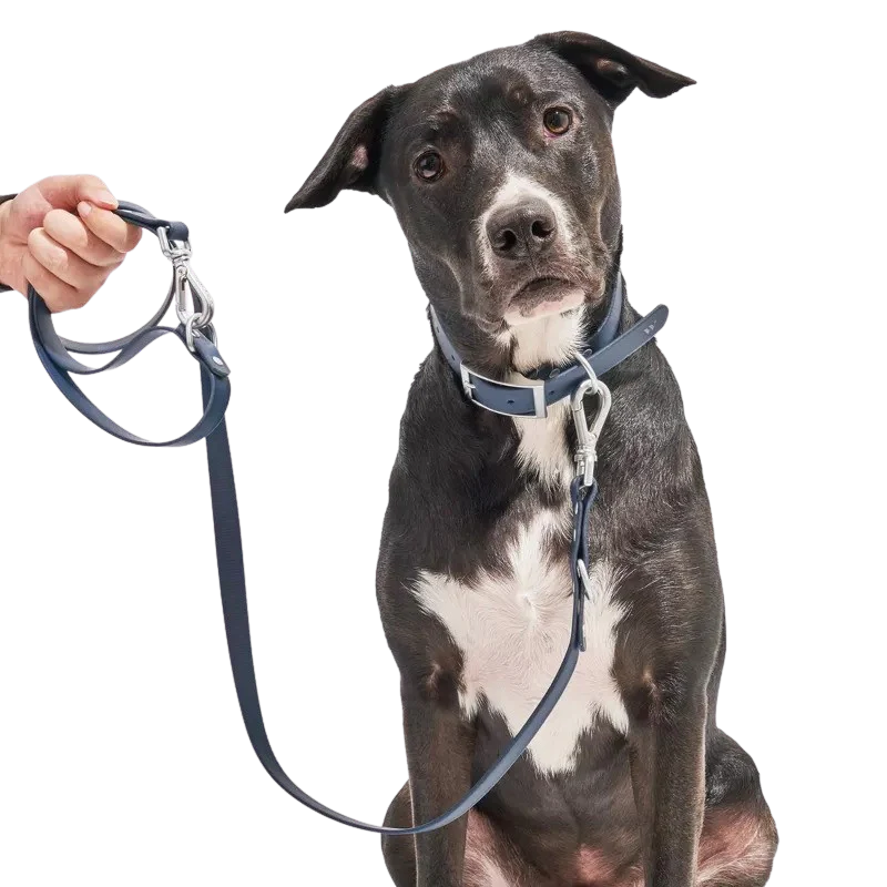 Clear Coated- Standard Leash - Image 2