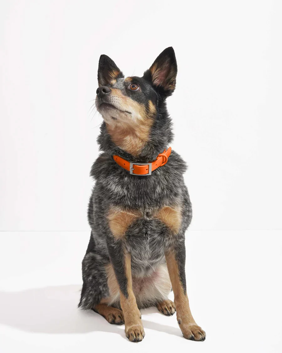 Collar - Large - Blaze - Image 2