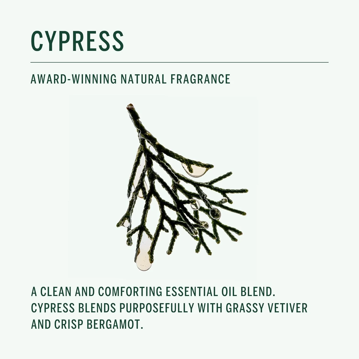 Cypress Shampoo - Image 3
